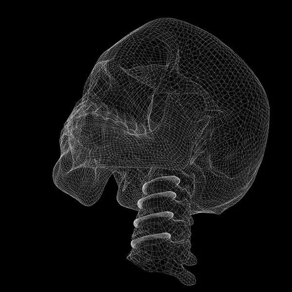 頭蓋骨と頸椎 — ストック写真