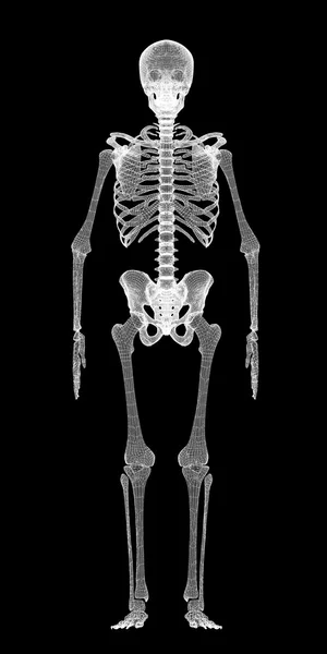 Human body, skeleton — 图库照片