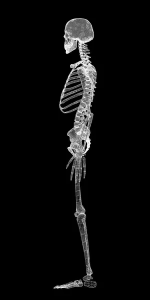 Human body, skeleton — 图库照片