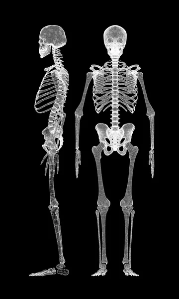 Ανθρώπινο σώμα, σκελετός — Φωτογραφία Αρχείου