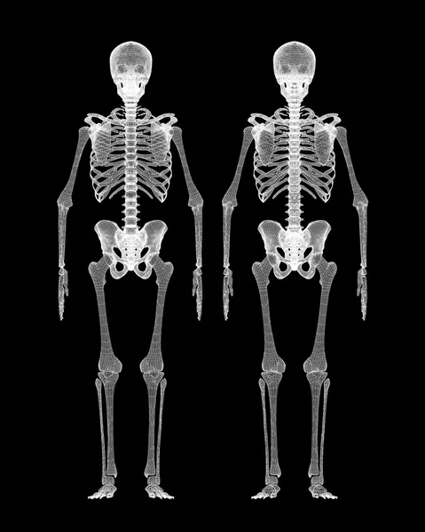 Emberi test, a csontváz — Stock Fotó