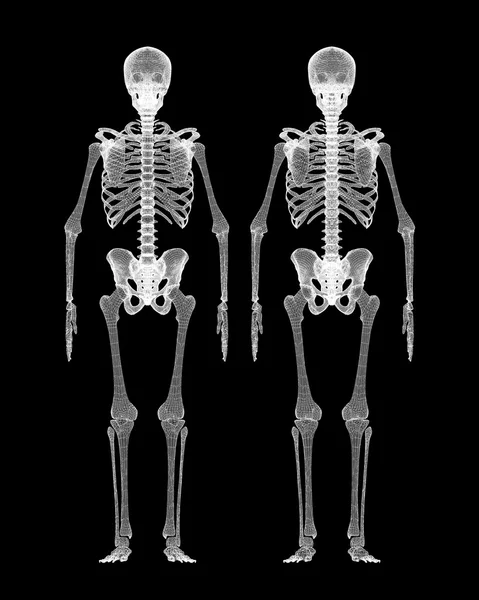 Menselijk lichaam, skeleton — Stockfoto