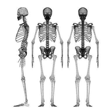 Human body, skeleton clipart