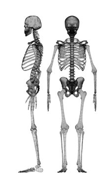 Human body, skeleton clipart