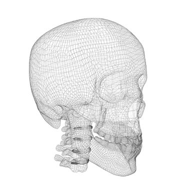 Kafatası ve Servikal Omurga