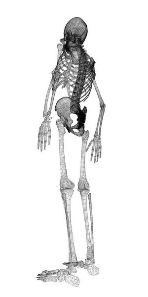 Human body, skeleton — 图库照片