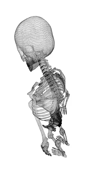 Menselijk lichaam, skeleton — Stockfoto