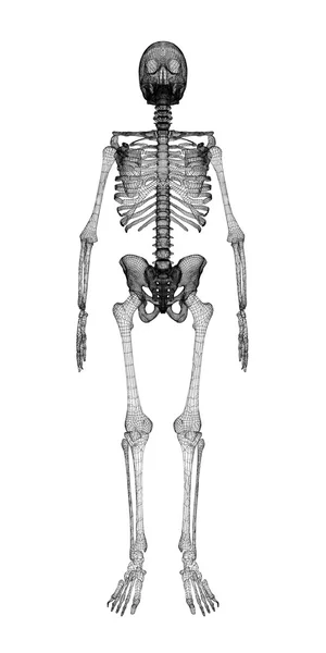 Human body, skeleton — 图库照片