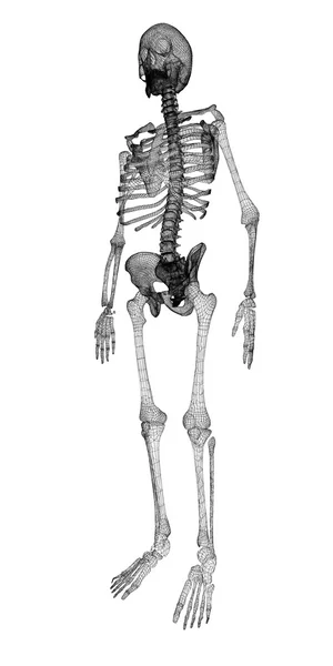 Emberi test, a csontváz — Stock Fotó