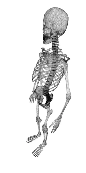 Human body, skeleton — 图库照片