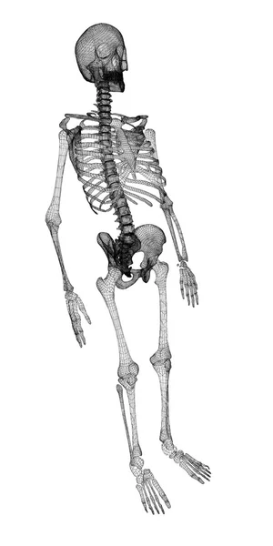 Cuerpo humano, esqueleto — Foto de Stock