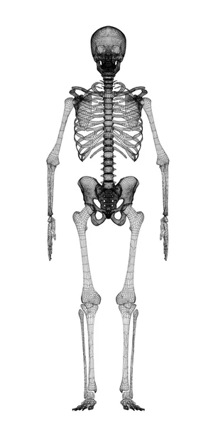 Menselijk lichaam, skeleton — Stockfoto