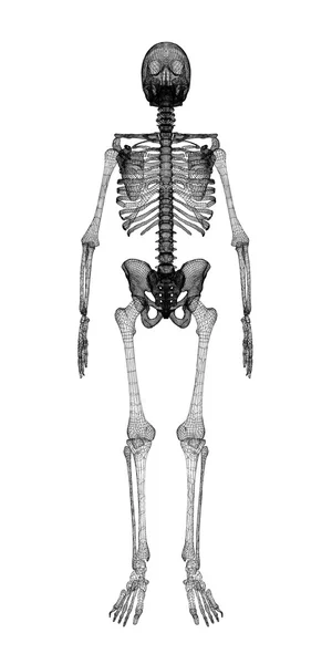 Människokroppen, skelett — Stockfoto