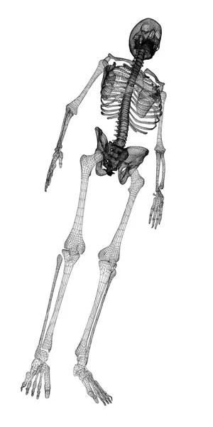 Human body, skeleton — 图库照片