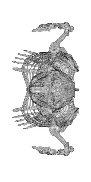 Human body, skeleton — 图库照片