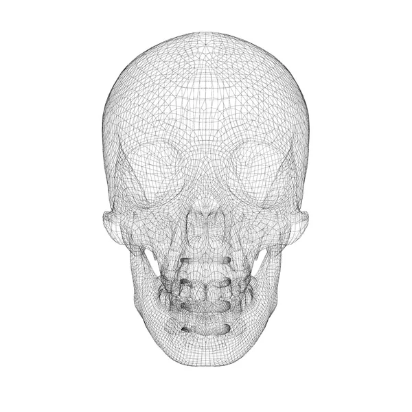Kafatası ve Servikal Omurga