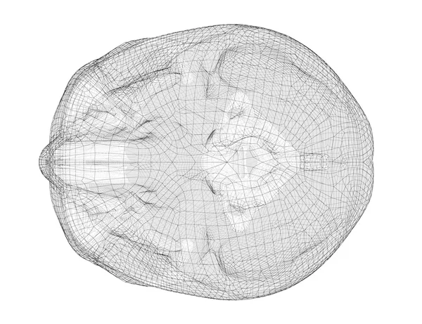 Teschio e vertebre cervicali — Foto Stock