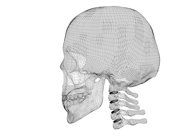 Skull and cervical vertebrae — Stock Photo, Image