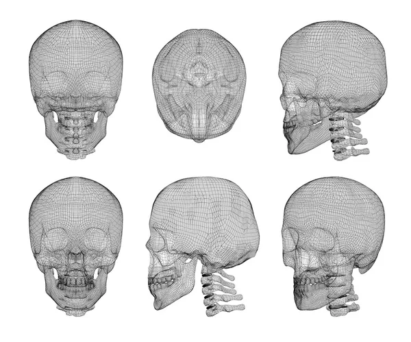 頭蓋骨と頸椎 — ストック写真