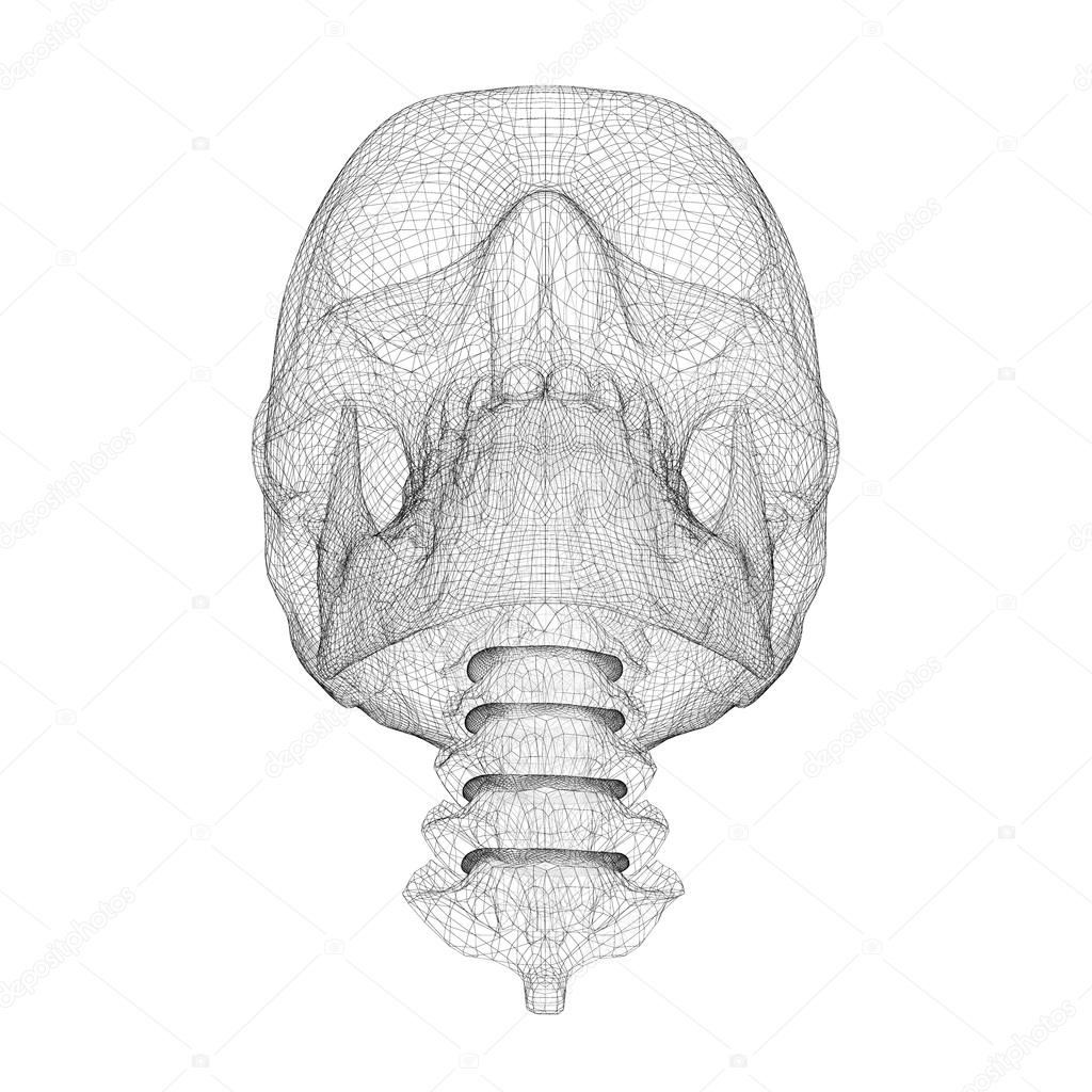 Skull and cervical vertebrae