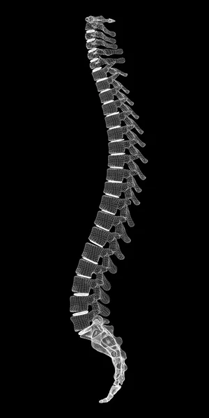 Colonna vertebrale umana — Foto Stock