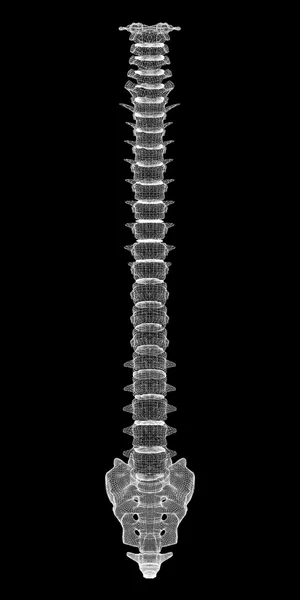 Human spine — Stock Photo, Image