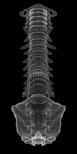 Colonna vertebrale umana — Foto Stock