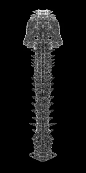 Columna vertebral humana — Foto de Stock