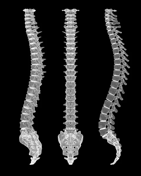 人体脊柱 — 图库照片