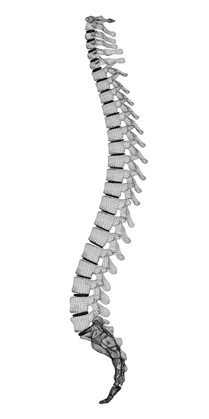 Columna vertebral humana —  Fotos de Stock