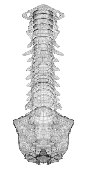 Colonna vertebrale umana — Foto Stock