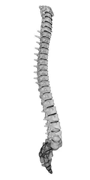 Colonna vertebrale umana — Foto Stock