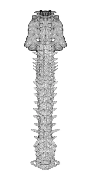 Columna vertebral humana —  Fotos de Stock