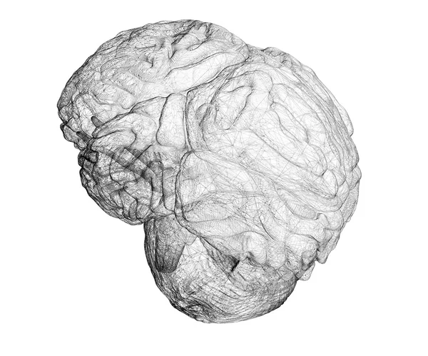 Cérebro humano — Fotografia de Stock