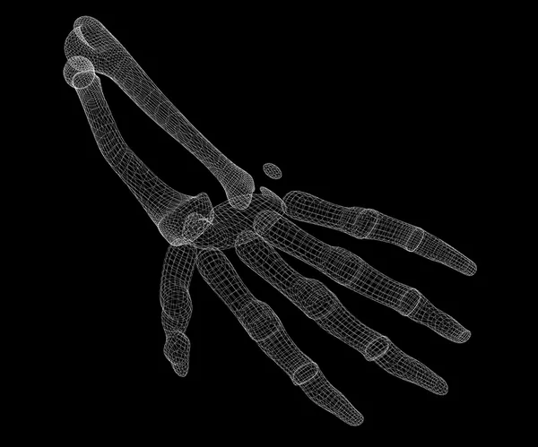İnsan eli iskelet — Stok fotoğraf
