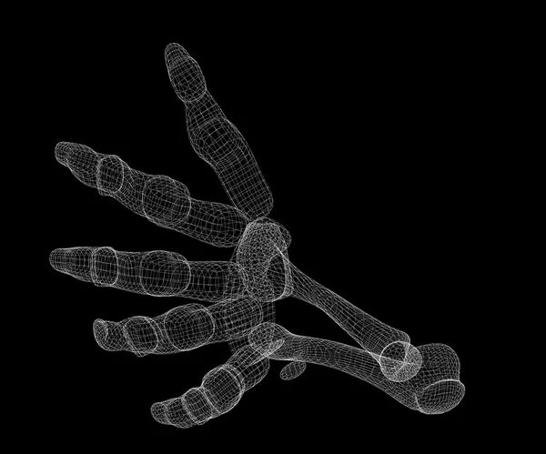 Esqueleto da mão humana — Fotografia de Stock