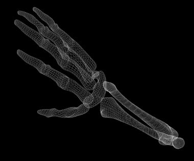 İnsan eli iskelet