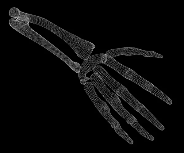 Human  hand skeleton — Stock Photo, Image