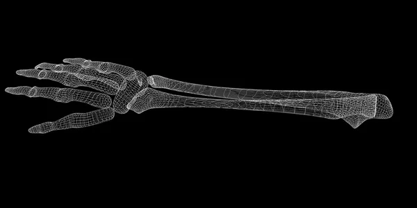 Menselijke hand skelet — Stockfoto