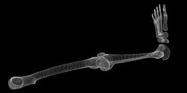 İnsan bacak iskelet