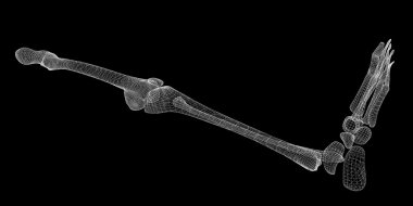 İnsan bacak iskelet