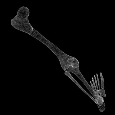 İnsan bacak iskelet