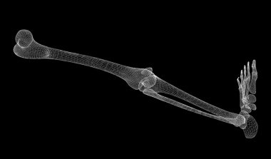 İnsan bacak iskelet