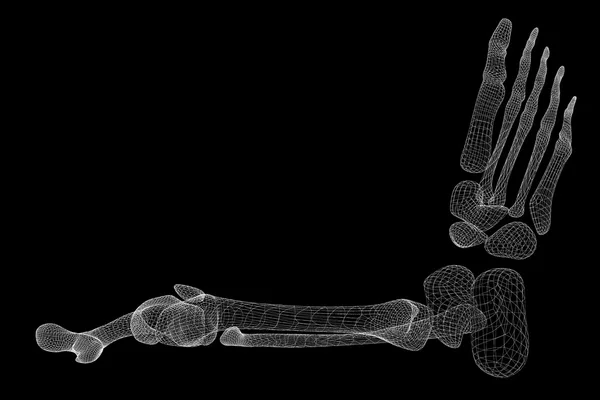 Скелет ноги человека — стоковое фото