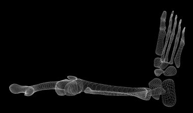 İnsan bacak iskelet