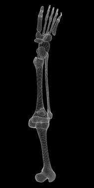 İnsan bacak iskelet