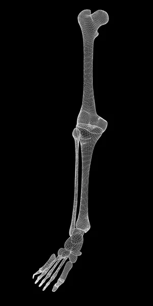 İnsan bacak iskelet — Stok fotoğraf
