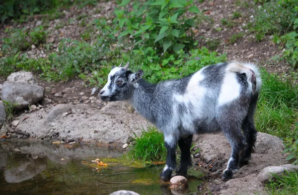 The goat stands at the water — Stock Photo, Image
