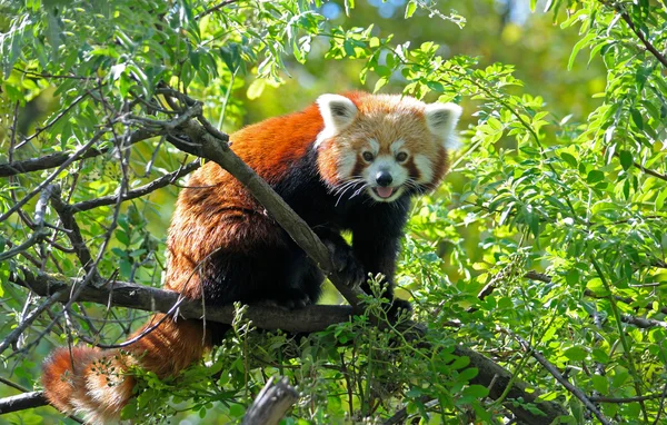 Kırmızı bir ağaç dalı oturan panda — Stok fotoğraf