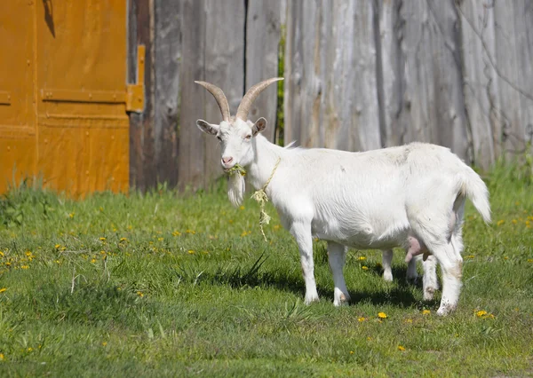Белая коза стоит вокруг деревянного забора — стоковое фото